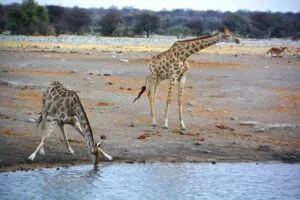 Land Animals