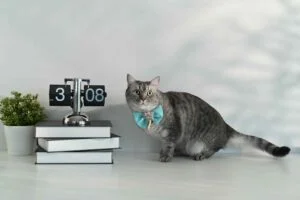 Hello Kitty Clocks
