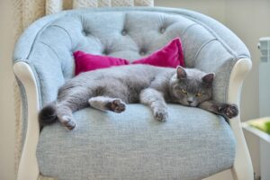 Hello Kitty Chair Cushions