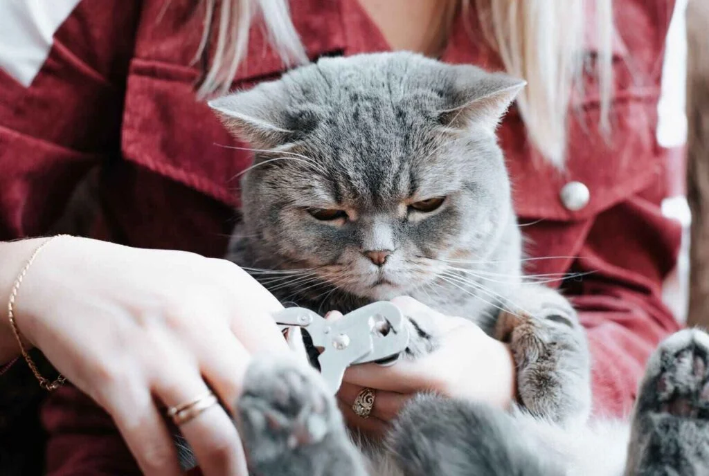 Sad Cat Meme