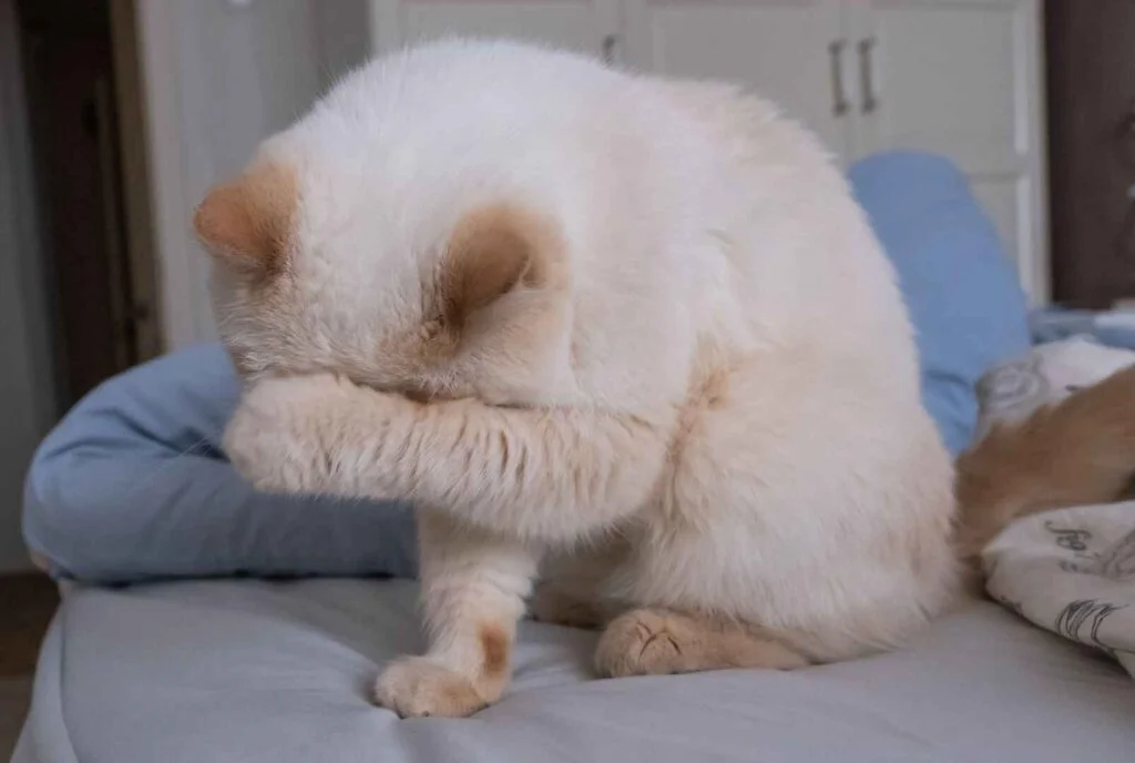 Origin and History of Sad Cat Memes