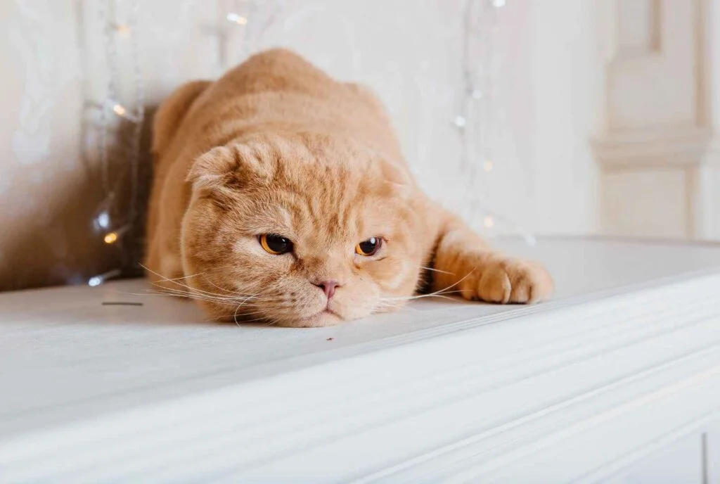 The Enduring Appeal of Sad Cats