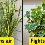 10 Best Low-Maintenance Indoor Plants That Can Supercharge Your Health