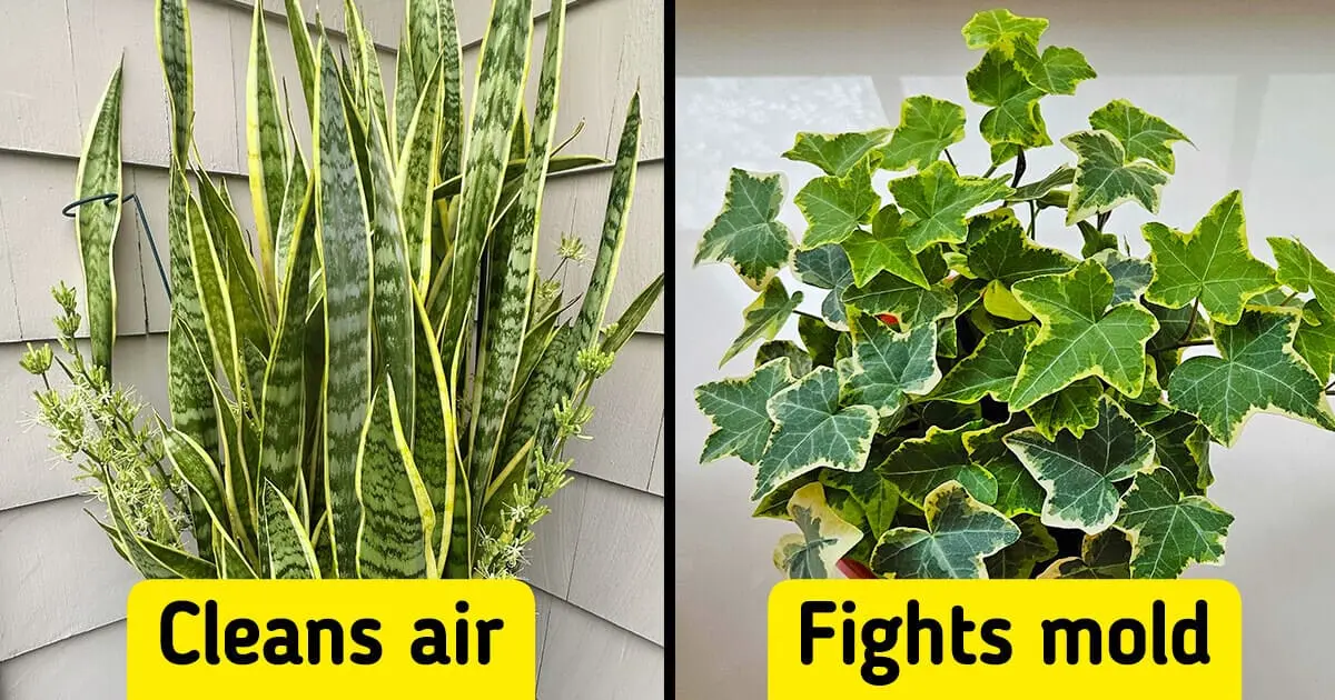 10 Best Low-Maintenance Indoor Plants That Can Supercharge Your Health