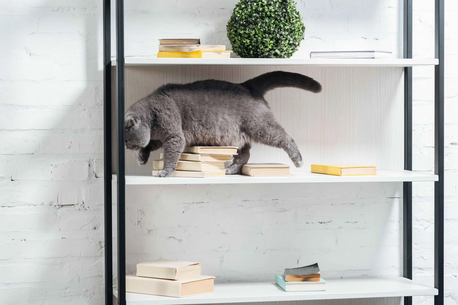 Bookshelf styled with Hello Kitty books and plush toys